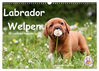 Produktbild: Labrador Welpen - Labrador Puppies (Wandkalender 2027 DIN A3 quer), CALVENDO Monatskalender
