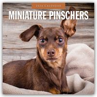 Produktbild: Miniature Pinschers &ndash; Zwergpinscher &ndash; Rehpinscher 2026 &ndash; 16-Monatskalender