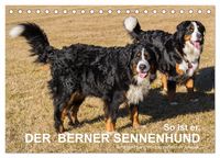 Produktbild: So ist er. Der Berner Sennenhund (Tischkalender 2026 DIN A5 quer), CALVENDO Monatskalender