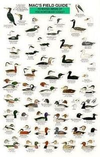 Produktbild: Mac's Field Guides: Northeast Coastal Water Birds