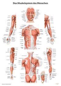 Bild vom Artikel Das Muskelsystem des Menschen vom Autor 