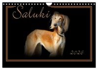 Produktbild: Saluki 2026 (Wandkalender 2026 DIN A4 quer), CALVENDO Monatskalender