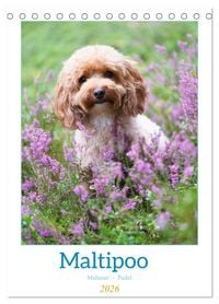 Produktbild: Maltipoo - Malteser - Pudel 2026 (Tischkalender 2026 DIN A5 hoch), CALVENDO Monatskalender
