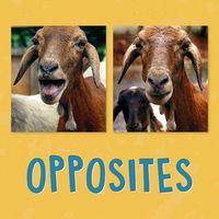 Produktbild: Opposites