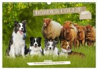 Produktbild: Border Collie - Das Universalgenie unter den Hunden (Wandkalender 2026 DIN A3 quer), CALVENDO Monatskalender