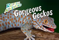 Produktbild: Johnson, R: Gorgeous Geckos