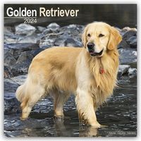 Bild vom Artikel Golden Retriever 2024 - 16-Monatskalender vom Autor Avonside Publishing Ltd
