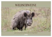 Produktbild: Wildschweine ganz nah an der Sau (Sus scrofa) von Tanja Riedel (Wandkalender 2026 DIN A2 quer), CALVENDO Monatskalender