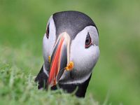Produktbild: CALVENDO Puzzle Papageientaucher 2022 - Magische V&ouml;gel des Nordmeers 1000 Teile Lege-Gr&ouml;&szlig;e 640 x 480 cm Foto-Puzzle Bild von None been.there.recently