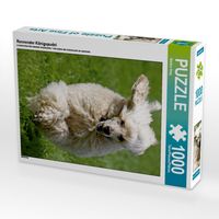 Produktbild: CALVENDO Puzzle Rennender K&ouml;nigspudel | 1000 Teile Lege-Gr&ouml;&szlig;e 64x48cm Foto-Puzzle f&uuml;r gl&uuml;ckliche Stunden
