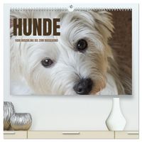 Produktbild: Hunde - vom Mischling bis zum Rassehund (hochwertiger Premium Wandkalender 2026 DIN A2 quer), Kunstdruck in Hochglanz