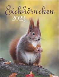 Bild vom Artikel Eichhörnchen. Wandkalender 2023 Tiere in ihrer natürlichen Umgebung. Fotokalender mit tollen Eichhörnchen-Bildern für jeden Monat. Tierkalender im vom Autor 
