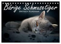 Produktbild: B&auml;rige Schmusetiger - Britisch Kurzhaar (Tischkalender 2027 DIN A5 quer), CALVENDO Monatskalender