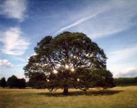Produktbild: Lange, C: Adrian Paci