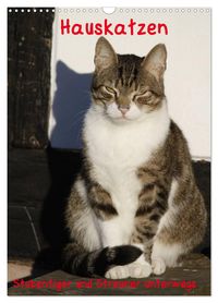 Produktbild: Hauskatzen (Wandkalender 2026 DIN A3 hoch), CALVENDO Monatskalender