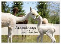 Produktbild: Alpakababys zum Verlieben (Tischkalender 2026 DIN A5 quer), CALVENDO Monatskalender