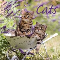Produktbild Cats 2027
