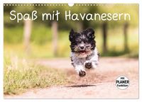 Produktbild: Spa&szlig; mit Havanesern (Wandkalender 2026 DIN A3 quer), CALVENDO Monatskalender