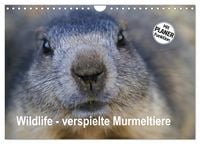 Produktbild: Wildlife - Verspielte Murmeltiere (Wandkalender 2026 DIN A4 quer), CALVENDO Monatskalender