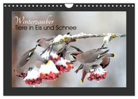 Produktbild: Winterzauber - Tiere in Eis und Schnee (Wandkalender 2026 DIN A4 quer), CALVENDO Monatskalender
