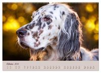 English Setter – Impressionen edler Hunde (Wandkalender 2024 DIN A2 quer), CALVENDO Monatskalender