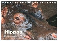 Produktbild: Hippos - Begegnungen in Afrika (Wandkalender 2027 DIN A4 quer), CALVENDO Monatskalender