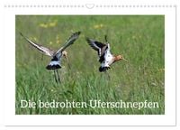 Produktbild: Die bedrohten Uferschnepfen (Wandkalender 2026 DIN A3 quer), CALVENDO Monatskalender