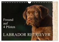 Produktbild: Freund auf 4 Pfoten - Labrador Retriever (Wandkalender 2026 DIN A4 quer), CALVENDO Monatskalender
