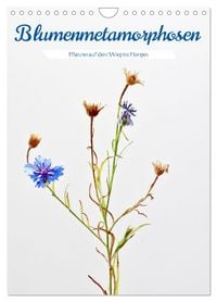 Produktbild: Blumenmetamorphosen (Wandkalender 2026 DIN A4 hoch), CALVENDO Monatskalender