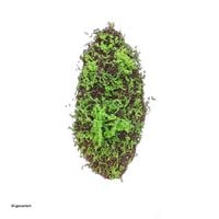 Produktbild: HTI-Living HTI-Living Moosmatte 90 x 30 cm Kunstpflanze Flora