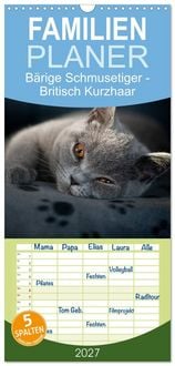 Produktbild: Familienplaner 2027 - B&auml;rige Schmusetiger - Britisch Kurzhaar mit 5 Spalten (Wandkalender, 21 x 45 cm) CALVENDO