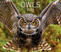 Produktbild: Owls 2019 Calendar