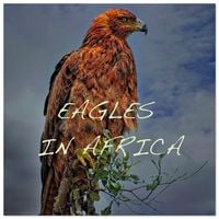 Produktbild: Eagles in Africa (Wall Calendar 2026 12 &times; 12 Inch) CALVENDO 12 Month Wall Calendar
