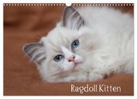 Produktbild: Ragdoll Kitten (Wandkalender 2027 DIN A3 quer), CALVENDO Monatskalender