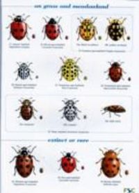 Produktbild: Lewington, R: Guide to the Day-Flying Moths of Britain