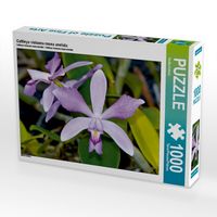 Produktbild: CALVENDO Puzzle Cattleya violacea rosea anelata | 1000 Teile Lege-Gr&ouml;&szlig;e 64x48cm Foto-Puzzle f&uuml;r gl&uuml;ckliche Stunden