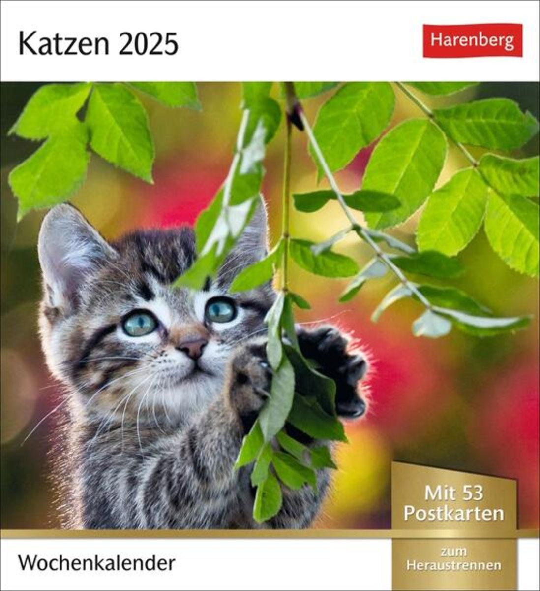 Katzen Postkartenkalender 2025 Wochenkalender mit 53 Postkarten