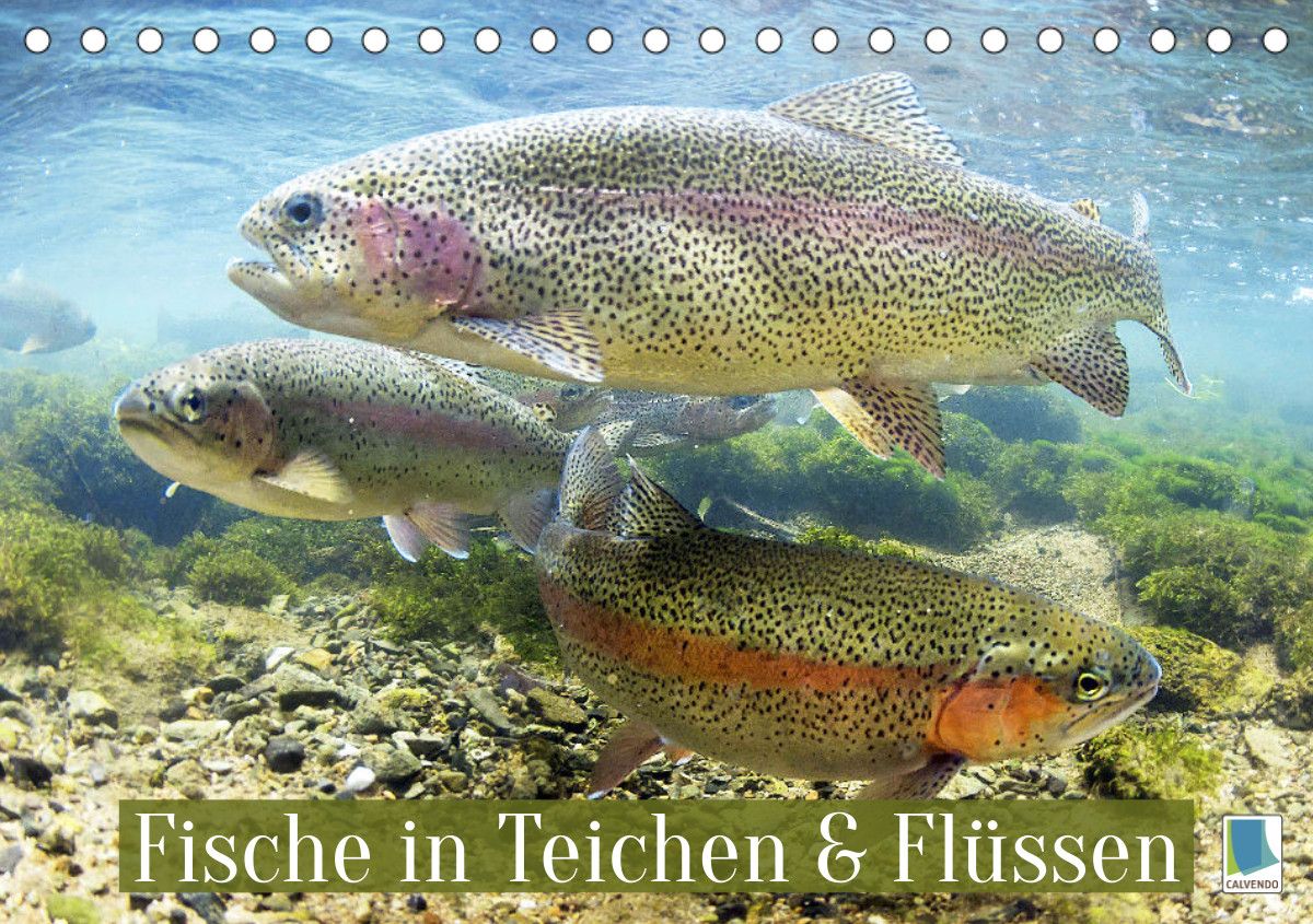 'Fische in Teichen und Flüssen (Tischkalender 2023 DIN A5 quer
