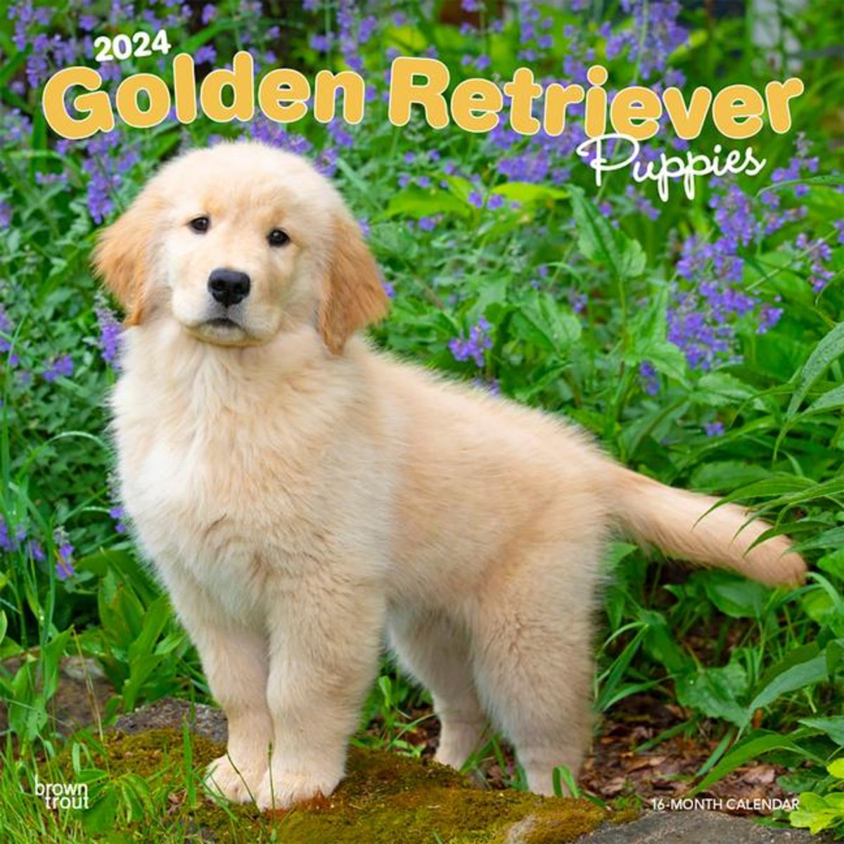 Golden Retriever Puppies 2024 Square Englische B Cher   Golden Retriever Puppies 2024 Square 