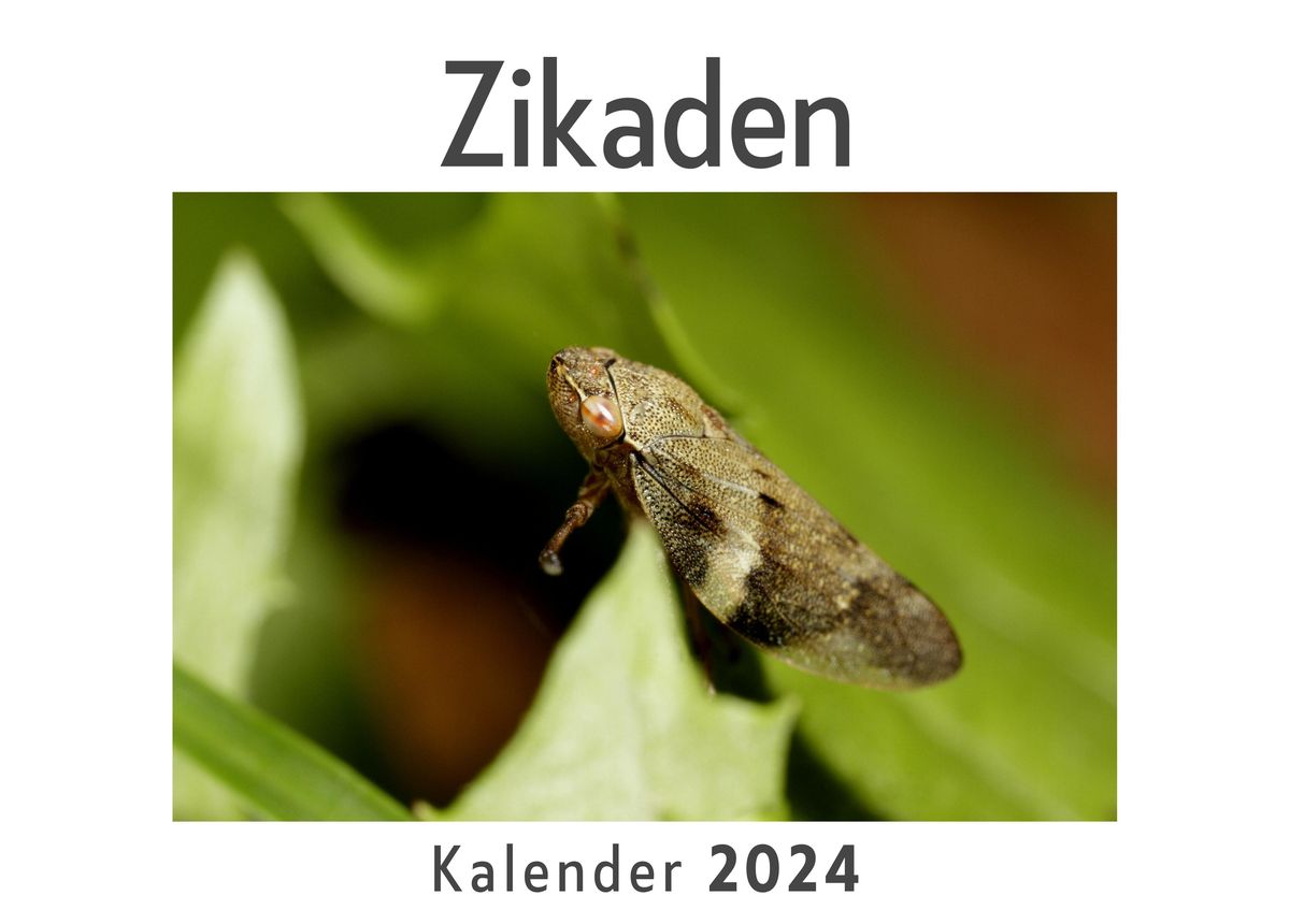 'Zikaden (Wandkalender 2024, Kalender DIN A4 quer, Monatskalender im