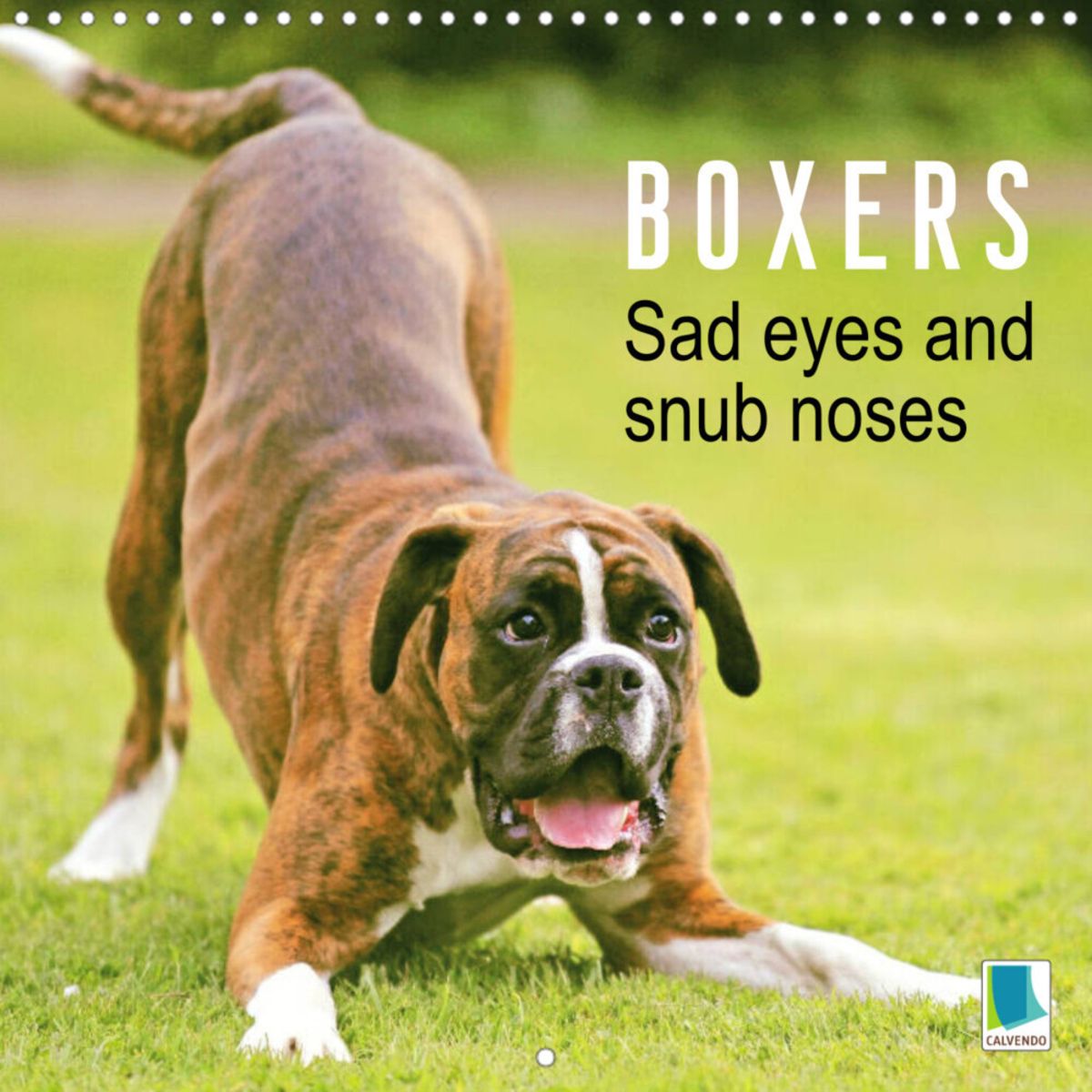 'Boxers Sad eyes and snub noses (Wall Calendar 2023 300 × 300 mm