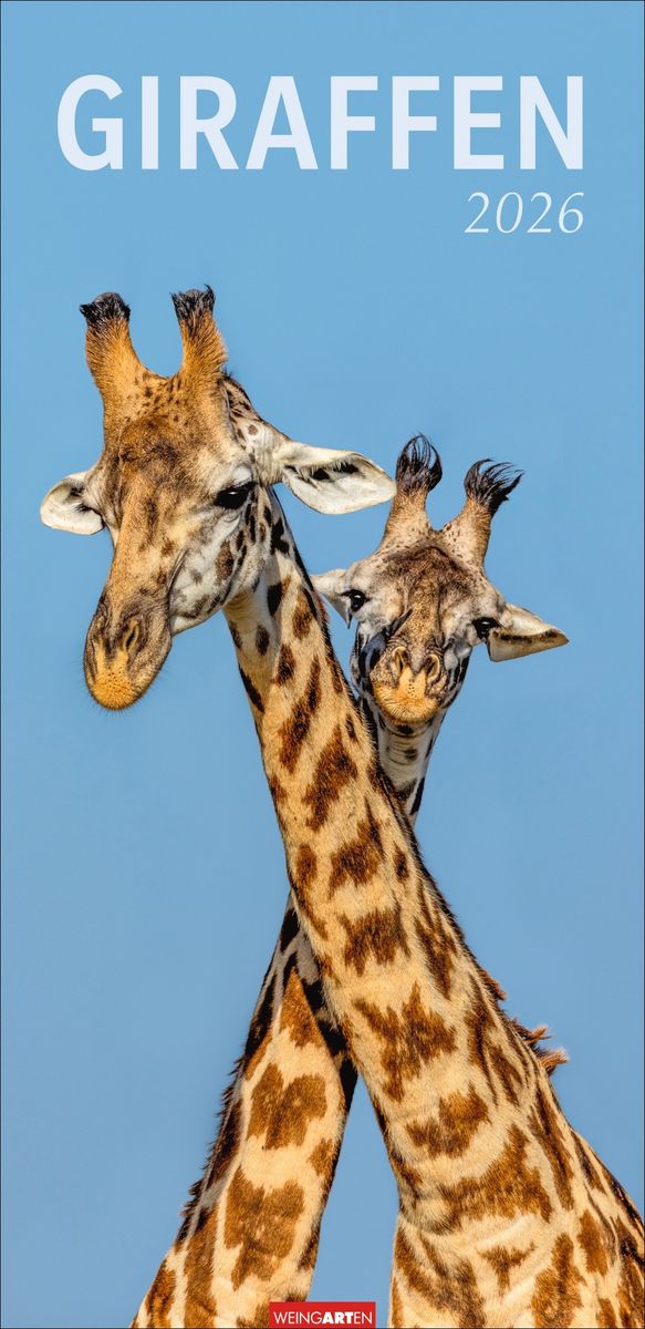 Giraffen Kalender 2026 Wandkalender Thalia
