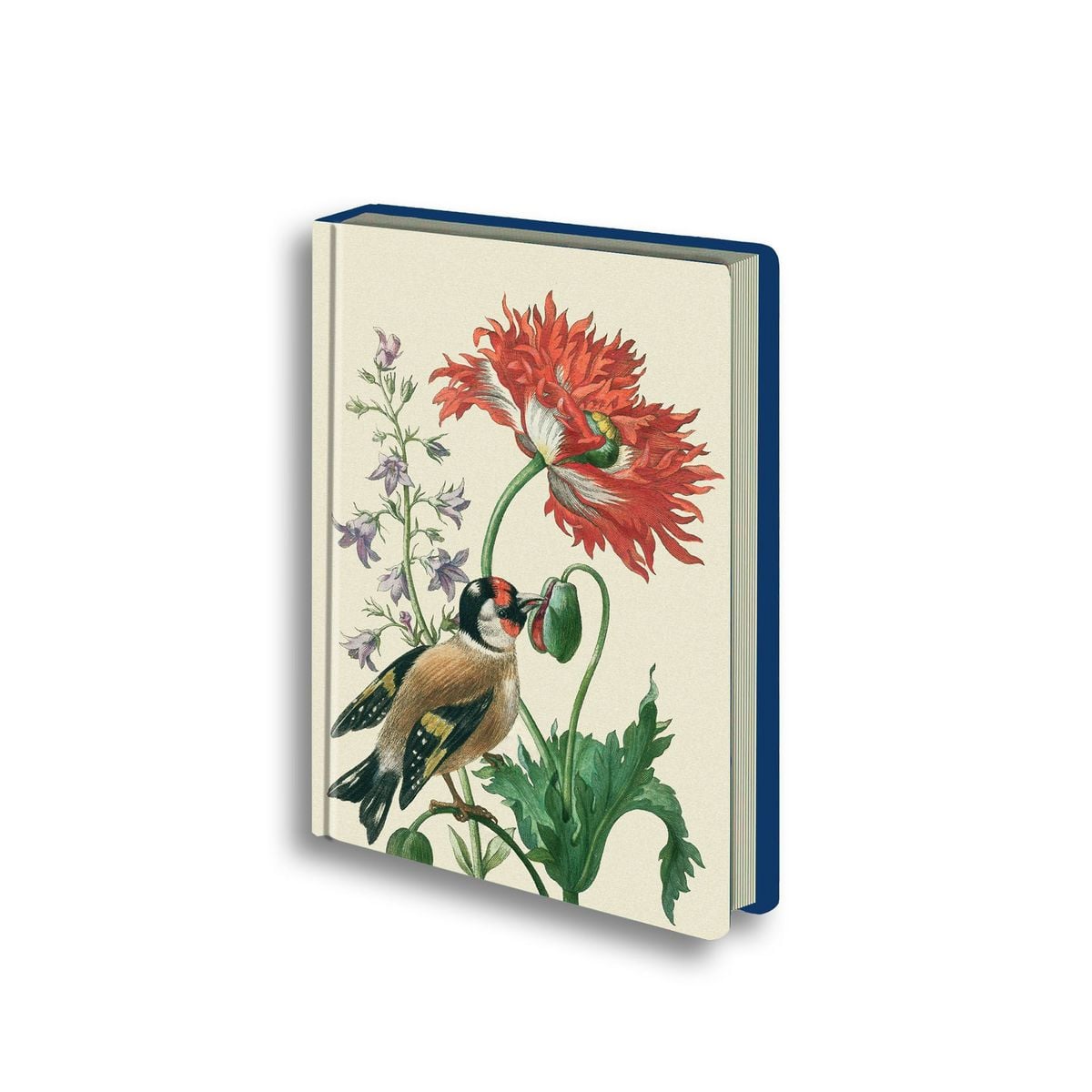 Cover: Maria Sibylla Merian: Stieglitz und Mohnblume