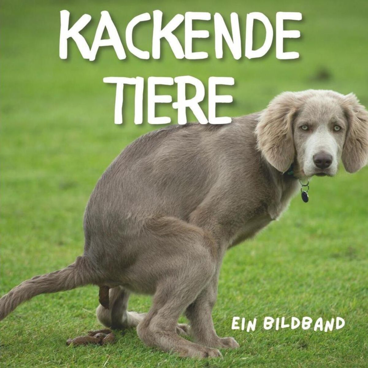 Tiere beim Kacken von Tim Koch. Bücher Orell Füssli