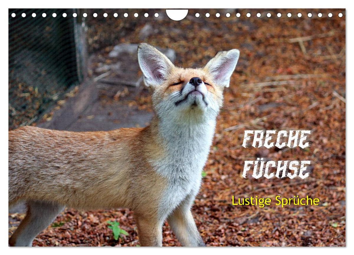 'Freche Füchse lustige Sprüche (Wandkalender 2024 DIN A4 quer
