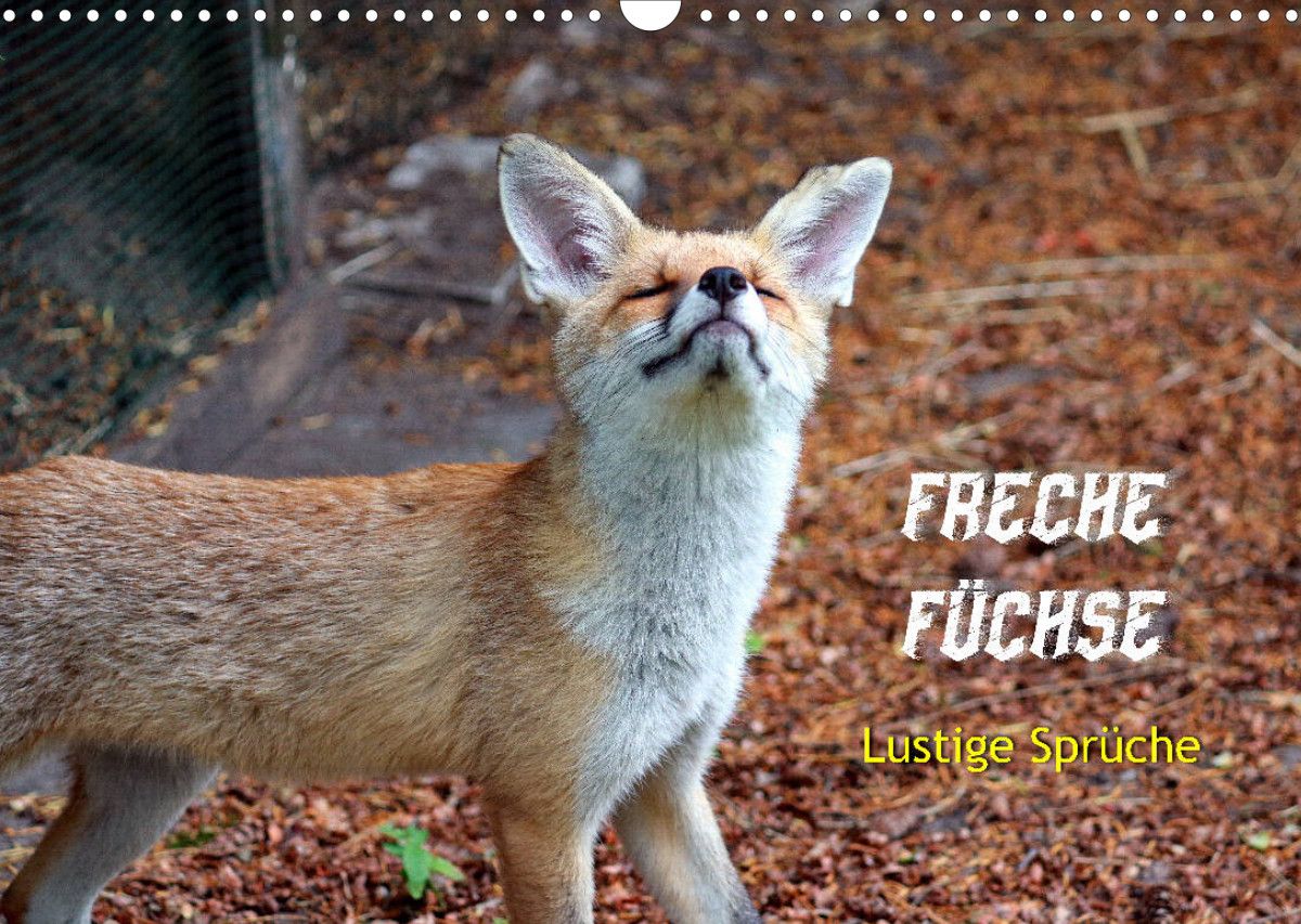 Freche Füchse lustige Sprüche (Wandkalender 2023 DIN A3 quer