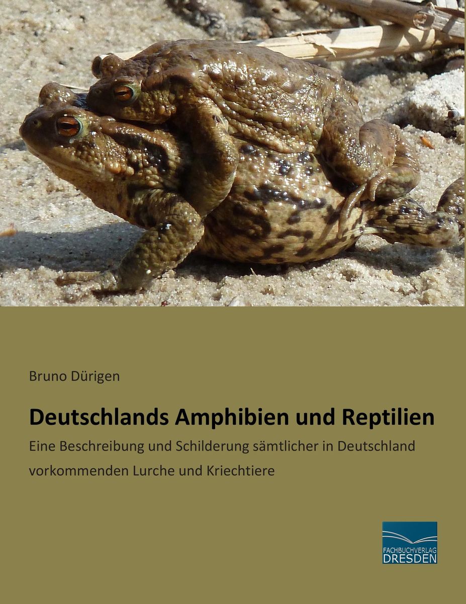 Deutschlands Amphibien und Reptilien von Bruno Dürigen Buch Thalia