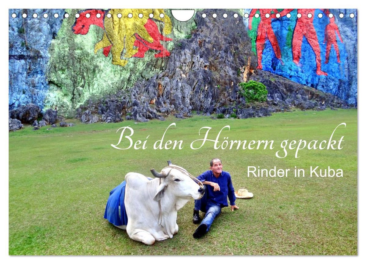 Bei den Hörnern gepackt Rinder in Kuba (Wandkalender 2025 DIN A4 quer), CALVENDO