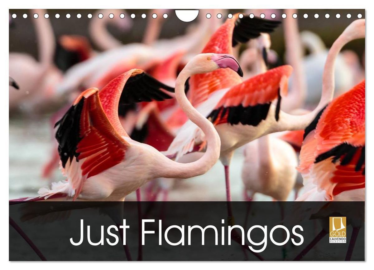 'Just Flamingos (Wall Calendar 2024 DIN A4 landscape), CALVENDO 12