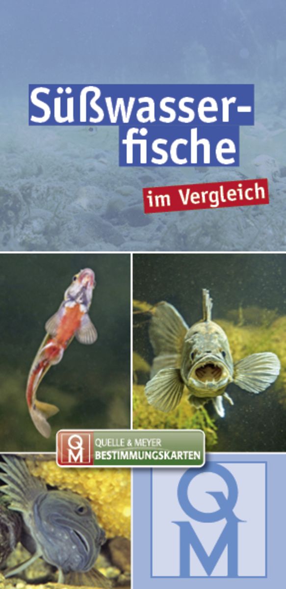 Süßwasserfische' von '' - Buch - '978-3-494-01889-8